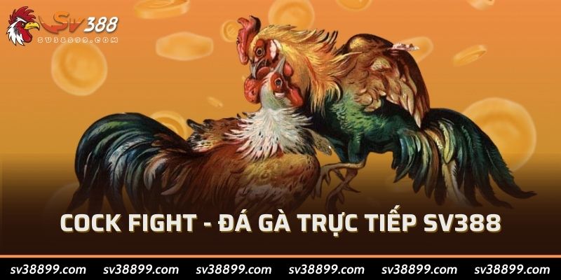 Cock Fight - Đá gà trực tiếp SV388